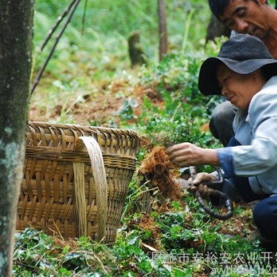 供應黃連種苗雞爪連黃連苗子移栽苗三年苗齡種植戶發展農村種苗