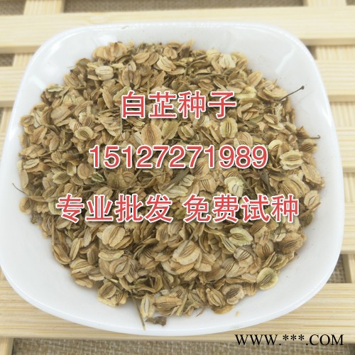 純新白芷種子 川白芷種子 提供技術(shù) 產(chǎn)品回收 免費試種