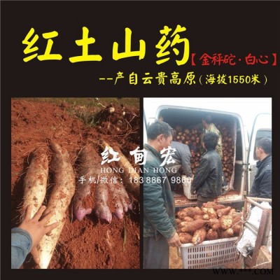 云南紅甸宏山藥基地出售新鮮金秤砣山藥 天然食品 靈芝山藥大量批發