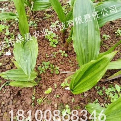 重慶 四川 貴州 華晨圣草 毛慈菇苗 毛慈菇種植技術 冰球子 毛慈菇馴化苗 冰球子種苗 成活率95%以上