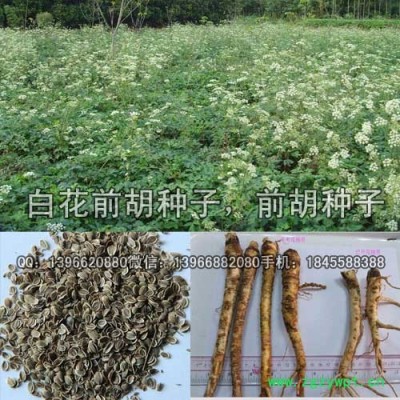 前胡種子 白花前胡種子價格 改良白花前胡籽批發