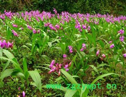 四川峻豐生物科技有限公司 樂山白芨種植 四川白芨 白芨馴化苗