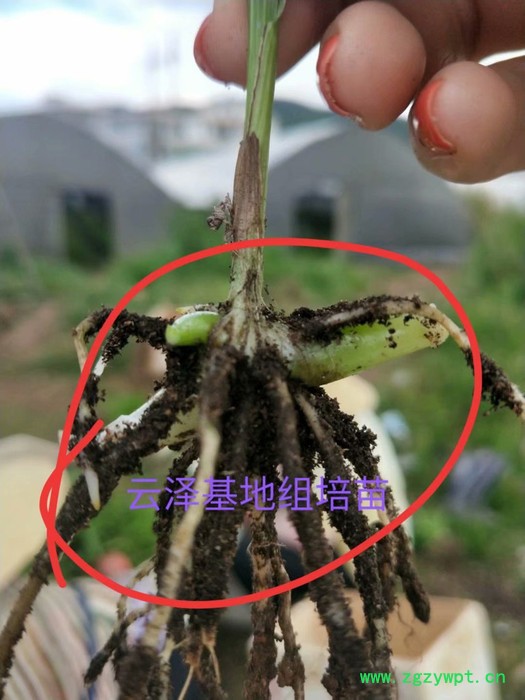 紫花三叉白芨組培馴化苗  云仙堂    白芨種苗 種植白芨/白芨苗/白及苗/正宗紫花三叉白芨種苗 /