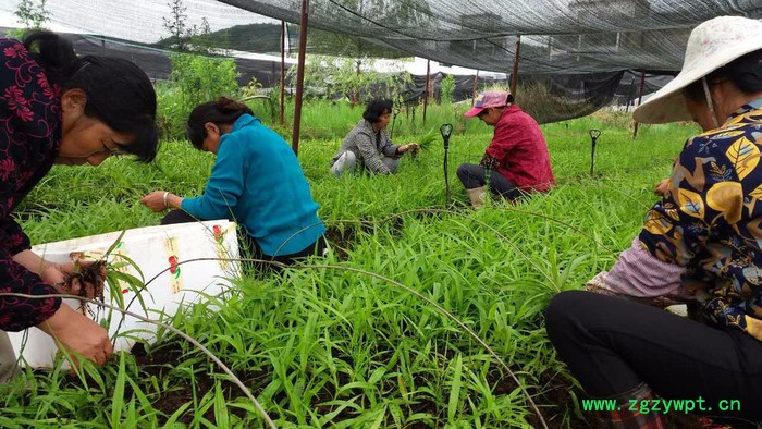 2800白山白芨種植技術(shù)白芨圖片_云澤農(nóng)業(yè)