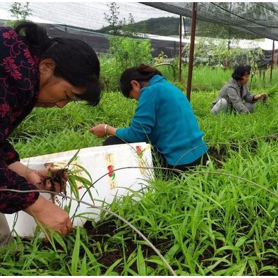 2800白山白芨種植技術(shù)白芨圖片_云澤農(nóng)業(yè)