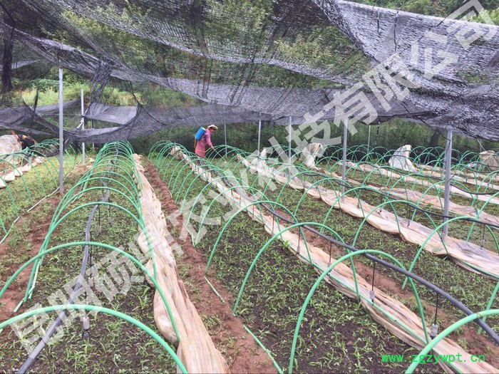 供應白芨種子 白芨種苗 包技術 包回收 種植基地 上門技術培訓 重慶 四川 昆明 貴州 湖南