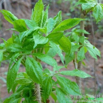 供應刺五加提取物0.8%刺五加苷植物提取物