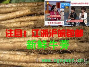 2014兩年生新鮮牛蒡根 20斤裝 一級黃金牛蒡茶片降三高 下單現挖江浙滬包郵