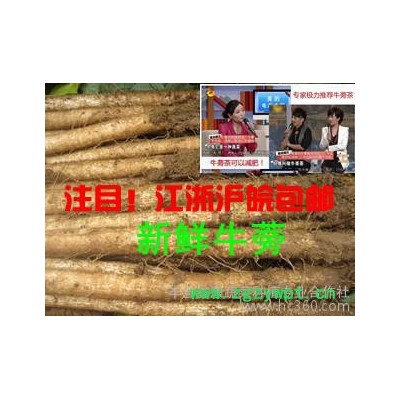 2014兩年生新鮮牛蒡根 20斤裝 一級黃金牛蒡茶片降三高 下單現挖江浙滬包郵