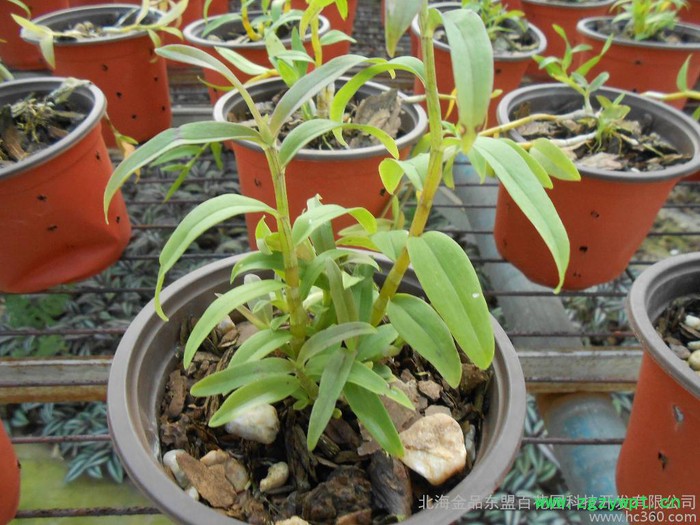 原生態種植養生保健石斛種苗