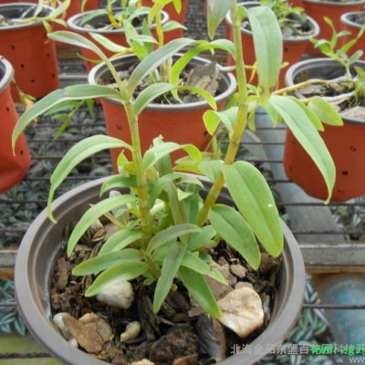 原生態種植養生保健石斛種苗