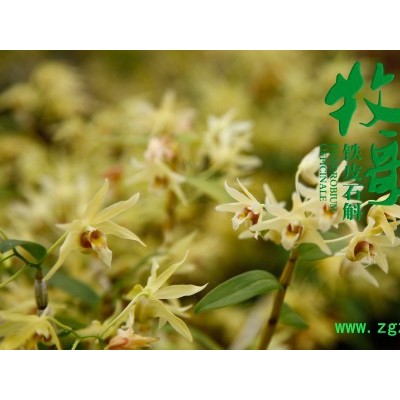 牧歌竹鄉系列·花茶禮盒花茶20g 鐵皮石斛花茶