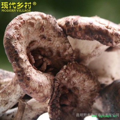 【現(xiàn)代鄉(xiāng)村】**虎掌菌 云南**菌 鮮品黑虎掌菌500克