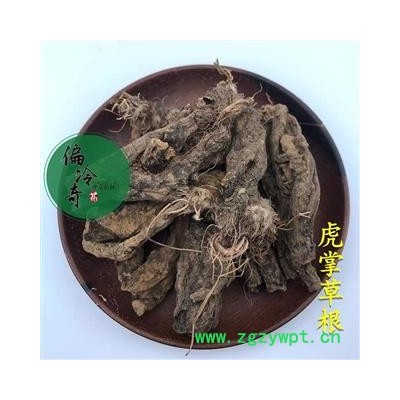 虎掌草 虎掌草根 漢虎掌 見風青 見風藍 統 產地 貴州省