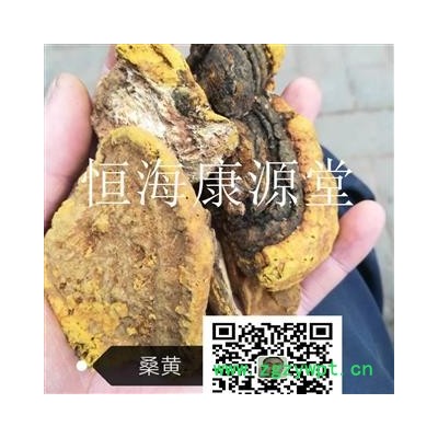 桑黃 桑黃統(tǒng) 產(chǎn)地 黑龍江省