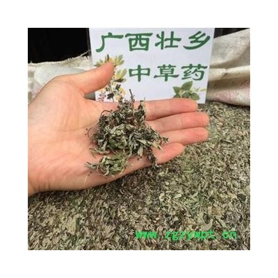 廣西壯鄉中草藥 野生 產地大貨 艾葉（無桿純葉） 小葉艾葉 產地 廣西柳州