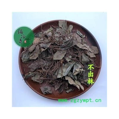 不出林 矮地茶 平地木 葉下紅 小青 矮茶 統(tǒng)貨 產地 廣西壯族自治區(qū) 買家承擔運費