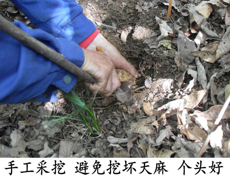 天麻山藥燉鴿子湯天麻大好還小好處