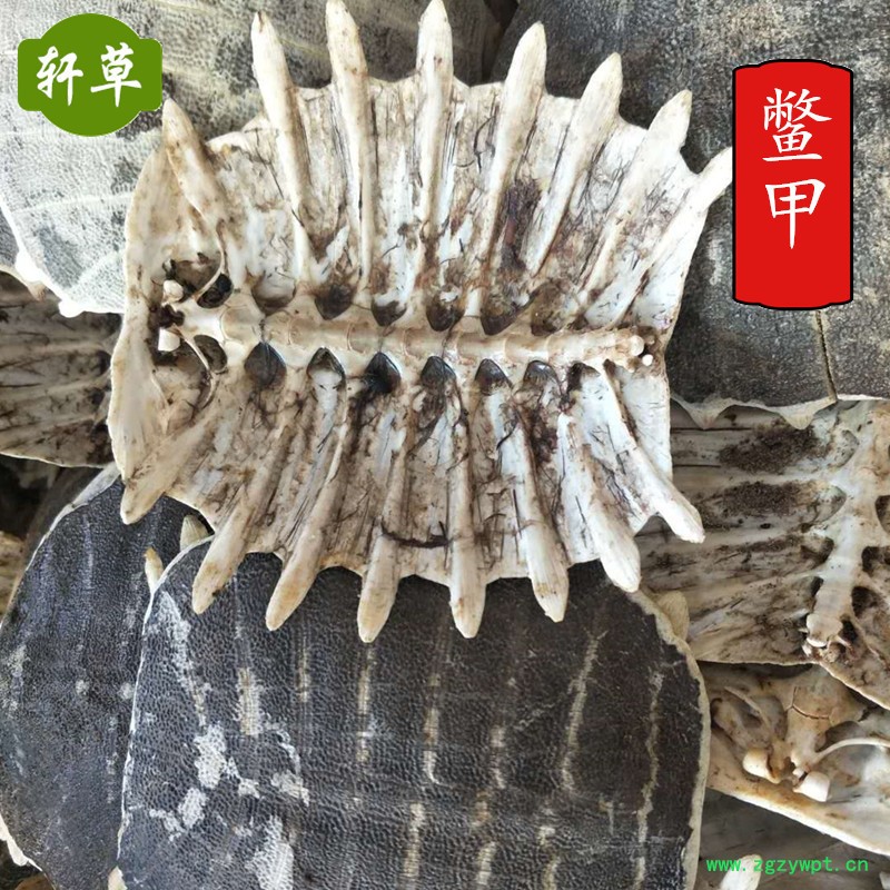 鱉甲3