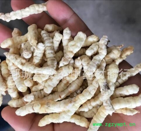 白蟲草 白蟲草參 肺癆草土冬蟲草地攤展銷會現貨批發【文杰中藥材