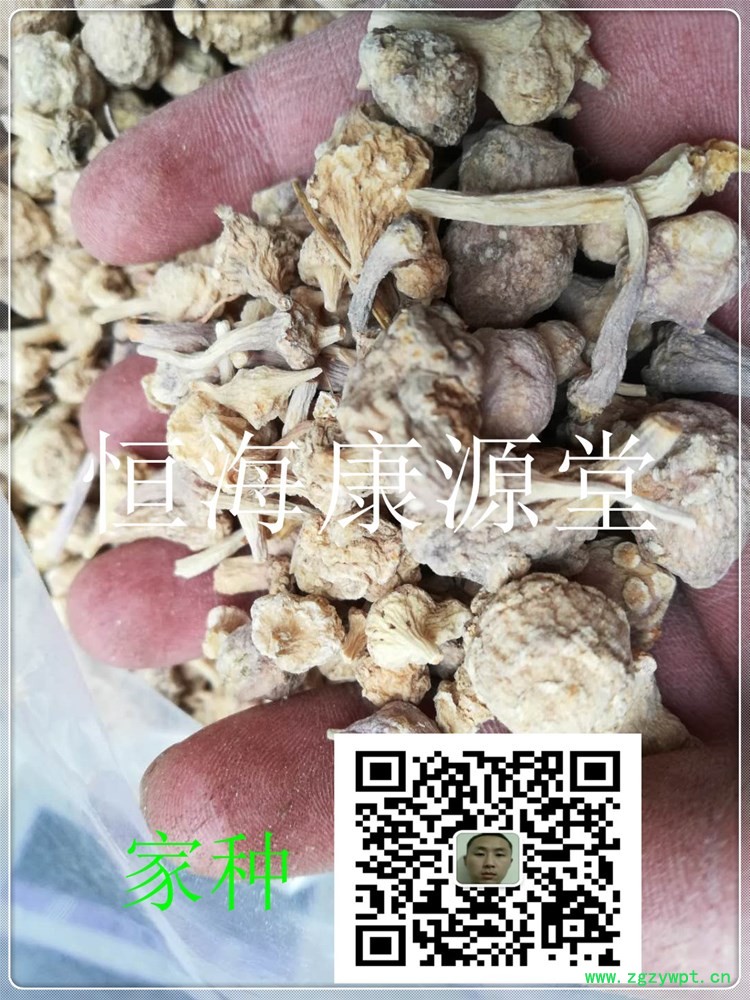 珠子參22_副本1.jpg