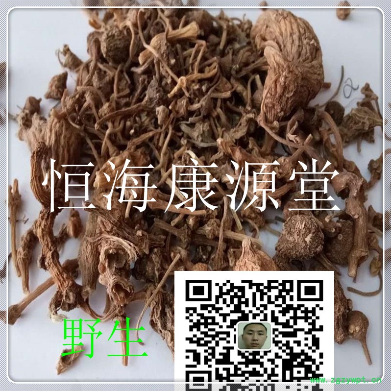 珠子參6987_副本.jpg