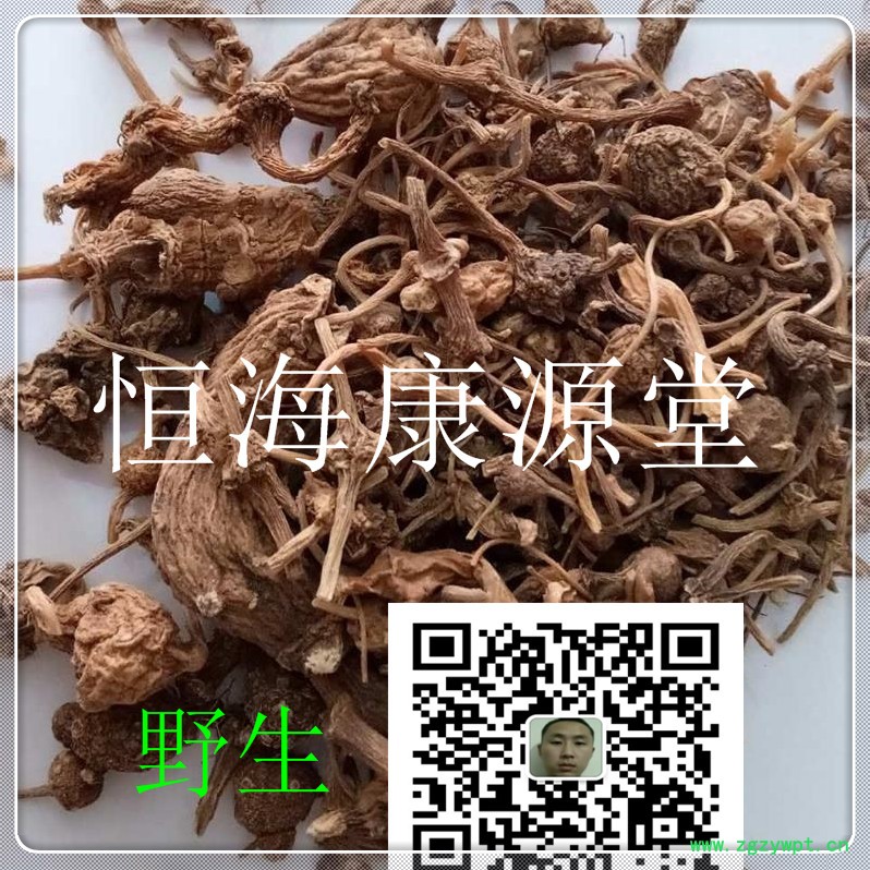 珠子參258_副本.jpg