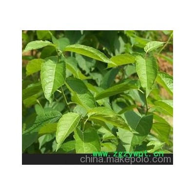 產(chǎn)地大量供應 杜仲葉(Leafs Of Eucommia ulmoides Oliv)