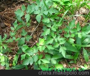 廠價直銷植物原藥材前胡