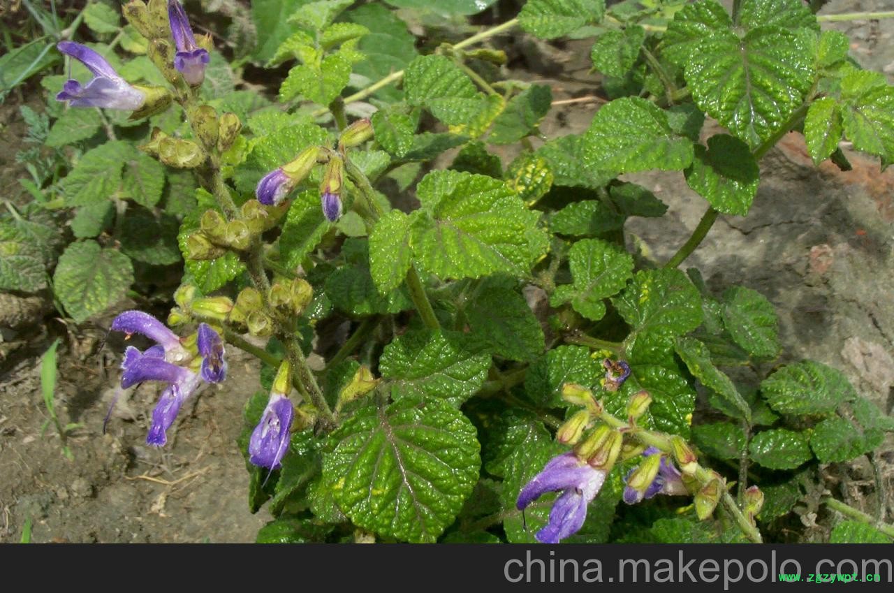 航天丹參價格 藥用丹參批發 可食用丹參 壽光凱瑞蔬菜