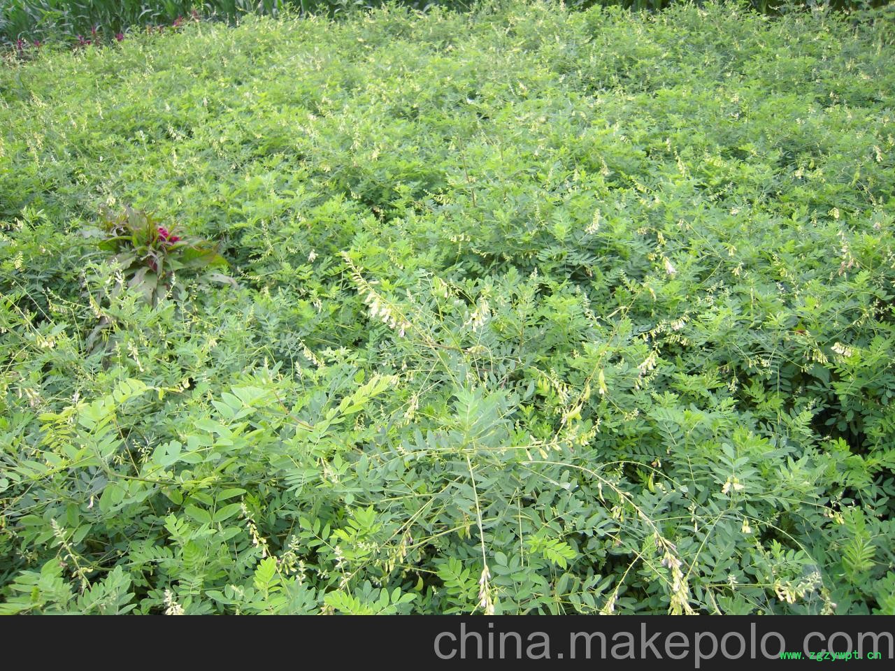 供應北京黃芪10