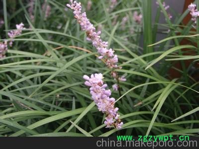 麥冬銷(xiāo)售商 麥冬種植基地 麥冬行情