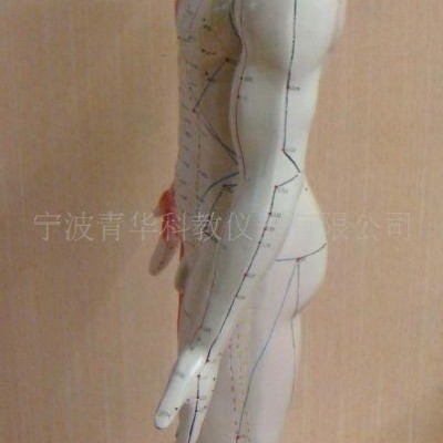 人體針灸模型（85CM）材料PVC