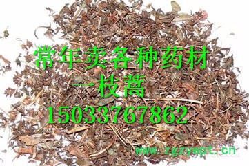 供應(yīng)冷背藥材一枝蒿/中藥批發(fā)一枝蒿