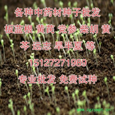 純新批發各種中藥材種子 基地直供 買貴反差價 支持貨到付款 提供技術 產品回收 歡迎咨詢