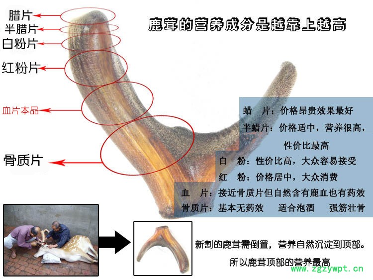 原支鹿茸片白色鹿茸片中藥材散裝批發(fā)