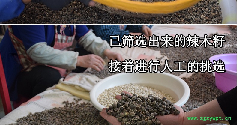 印度辣木籽多錢一斤,正宗印度辣木籽,食同源中藥材散裝批發